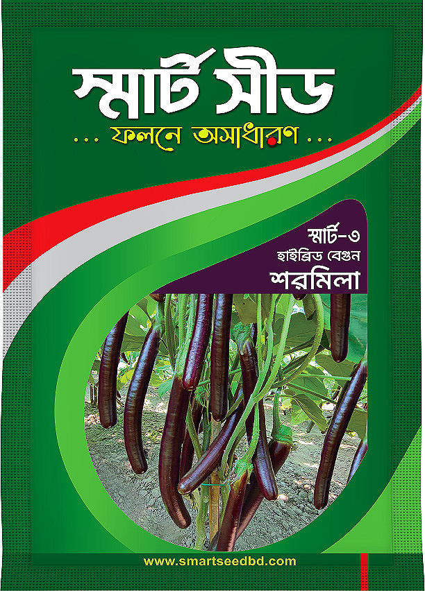 Hy bride Brinjal- Shormila